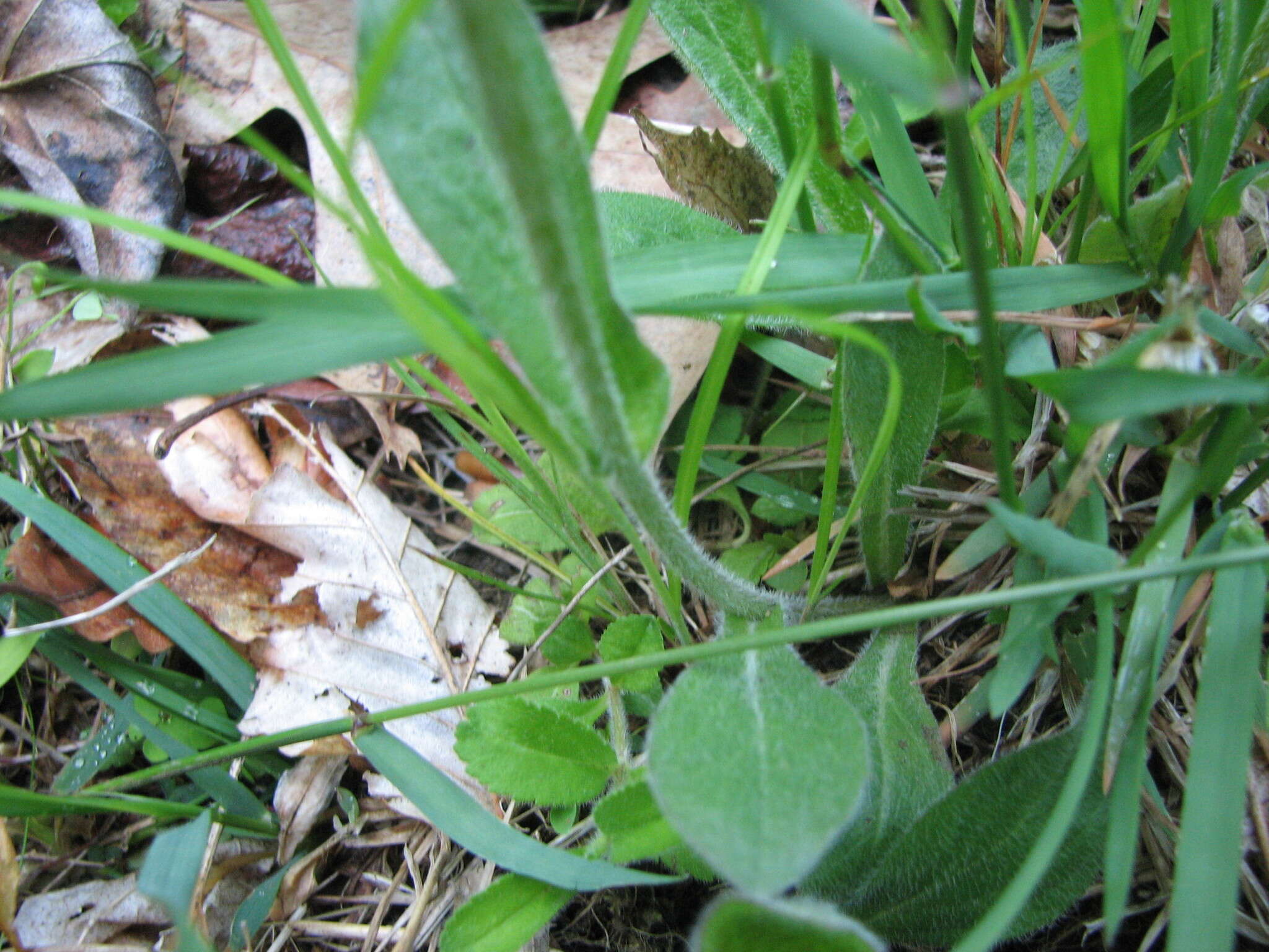 Plancia ëd <i>Erigeron <i>pulchellus</i></i> var. pulchellus