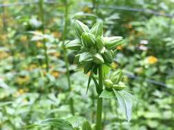 Image of Bog Jacob's-Ladder