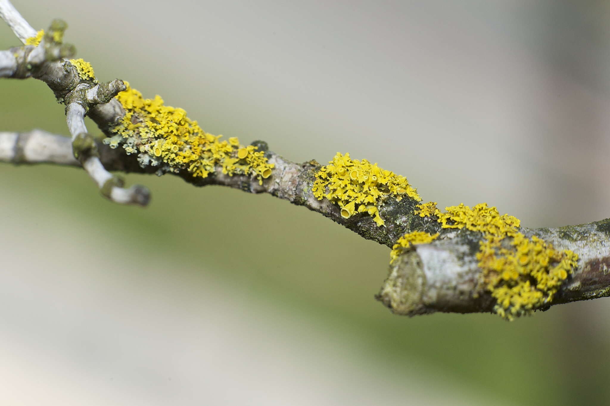 Imagem de Xanthoria polycarpa (Hoffm.) Th. Fr. ex Rieber