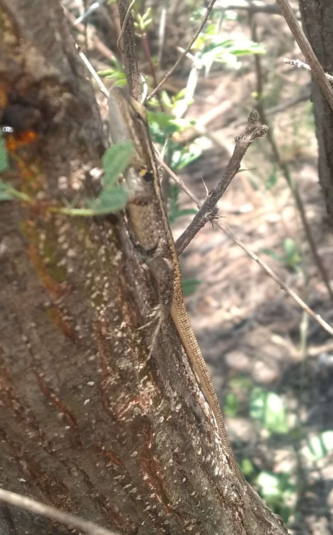 Image of Bluebelly Lizard