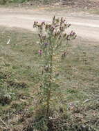 Plancia ëd Cirsium tenoreanum Petr.