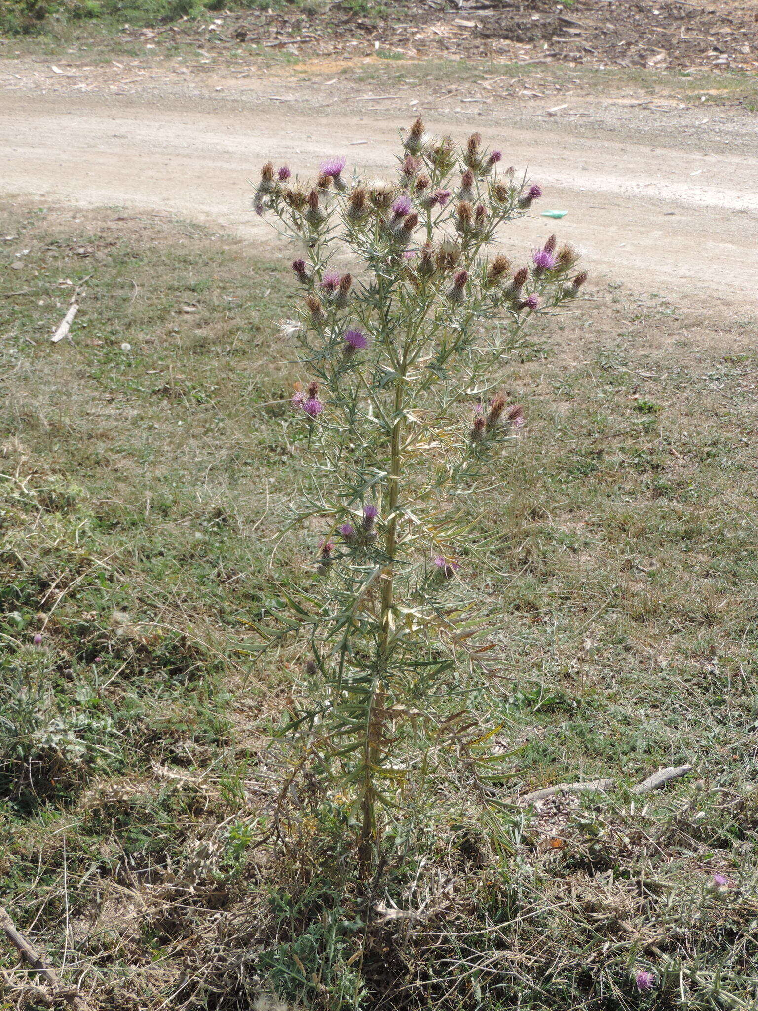 Plancia ëd Cirsium tenoreanum Petr.