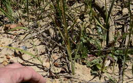 Image of Ixia brunneobractea G. J. Lewis