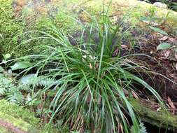 Sivun Carex uncinata L. fil. kuva