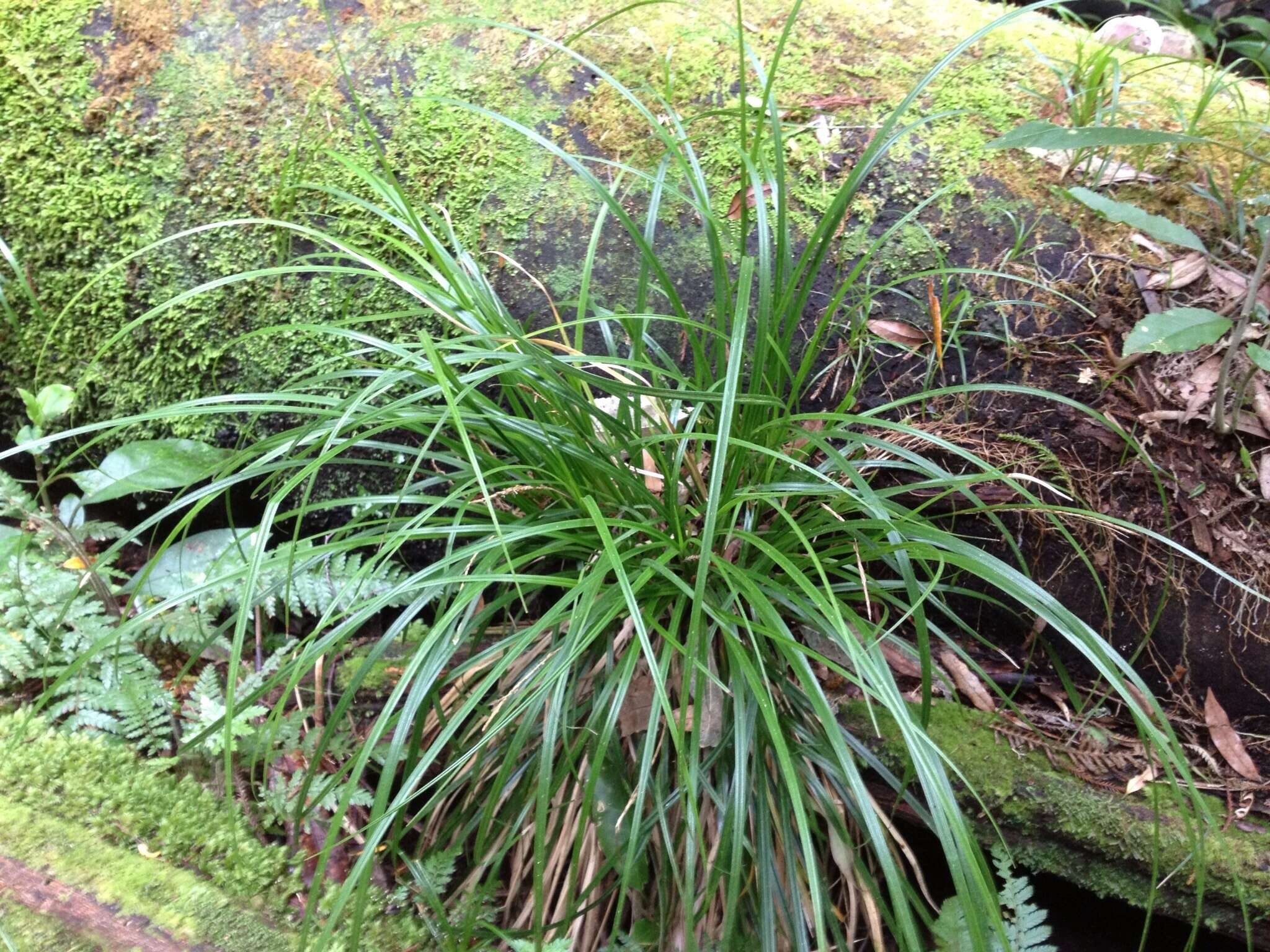 Sivun Carex uncinata L. fil. kuva