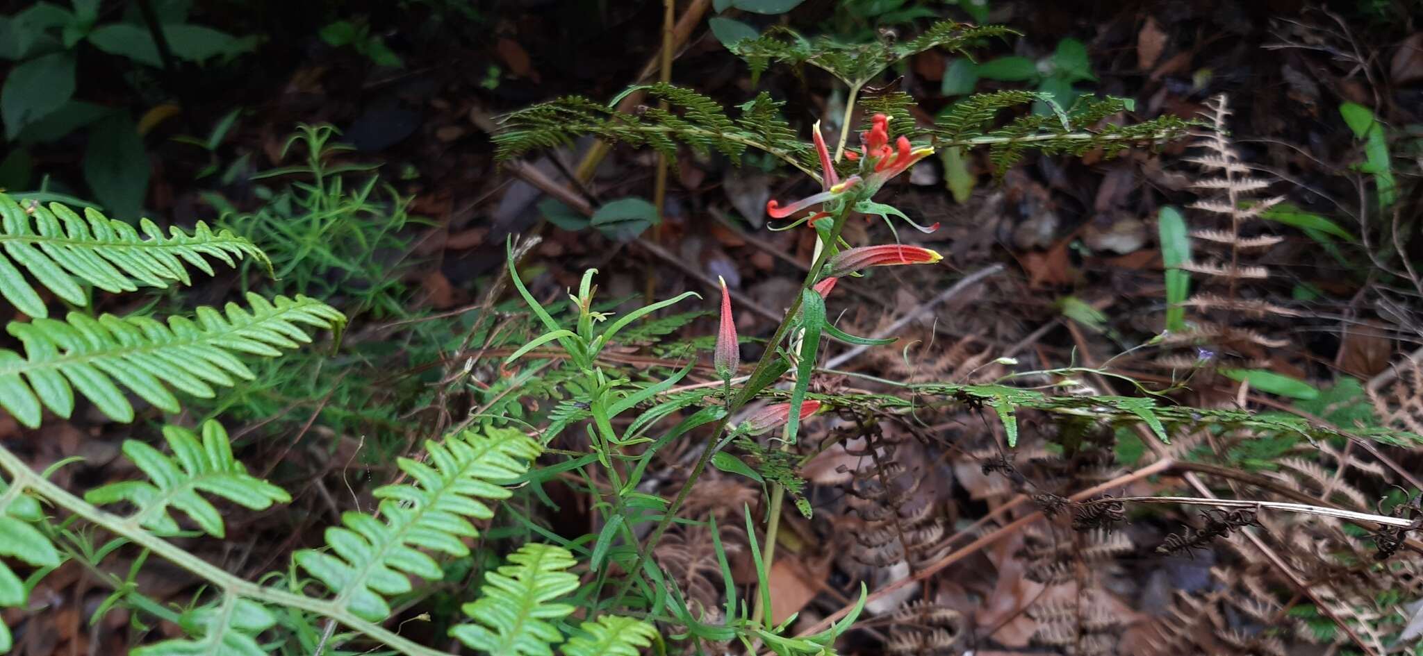 Слика од Castilleja integrifolia L. fil.