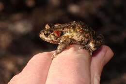 Image of Tradouw's Mountain Toad