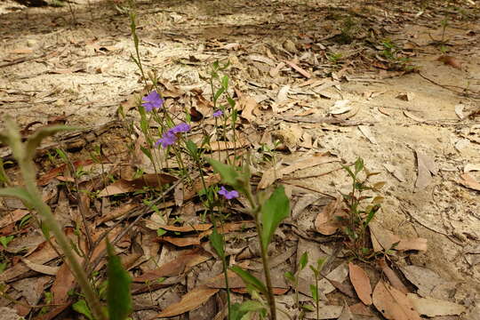 Image of Dampiera stricta (Smith) R. Br.