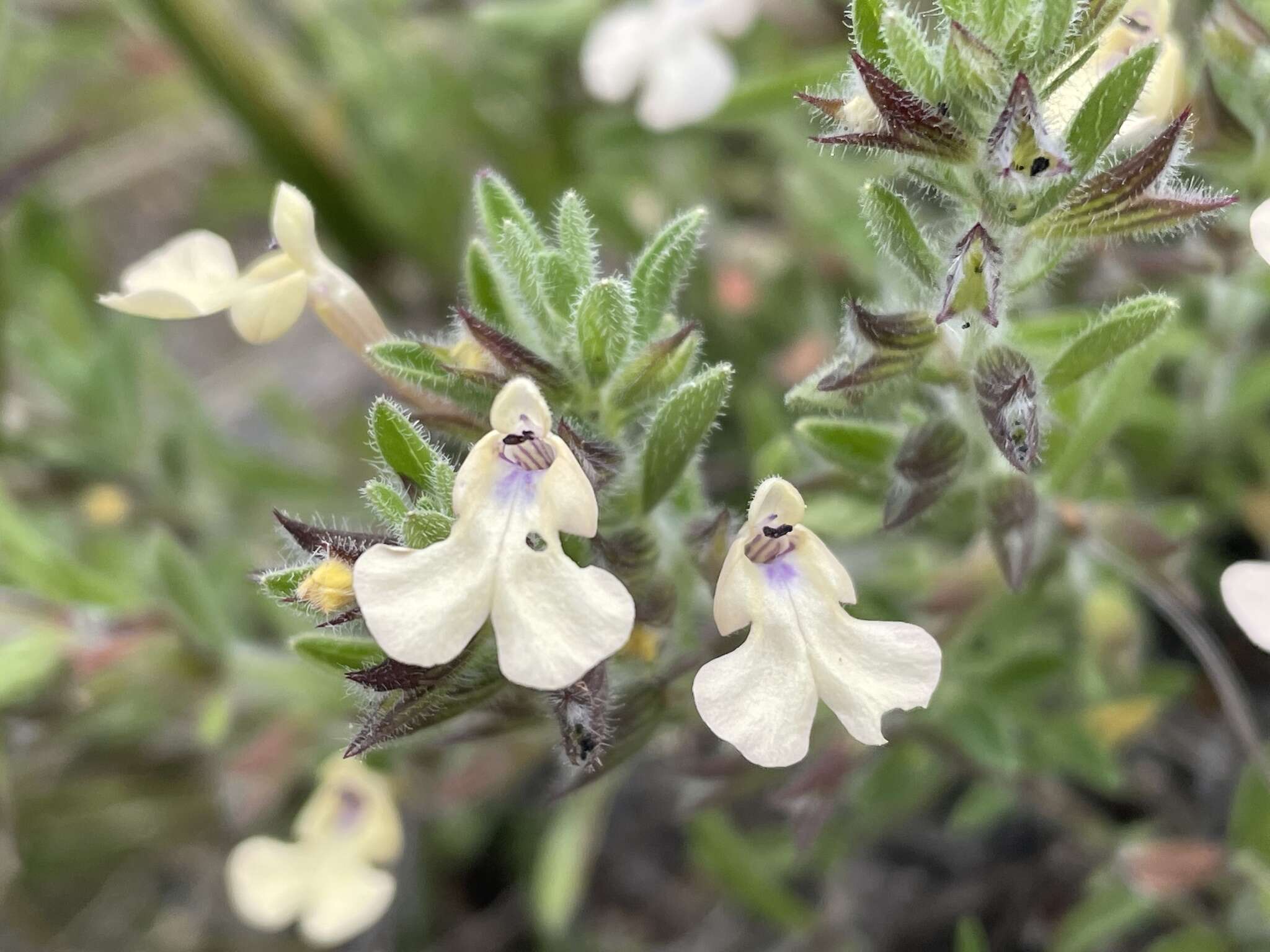 Imagem de Salvia axillaris Moc. & Sessé ex Benth.