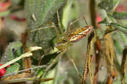 Plancia ëd Peucetia flava Keyserling 1877