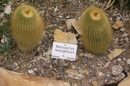 Image of Parodia lenninghausii (F. Haage) F. H. Brandt ex Eggli & Hofacker