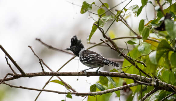 Image of Black-crested Antshrike