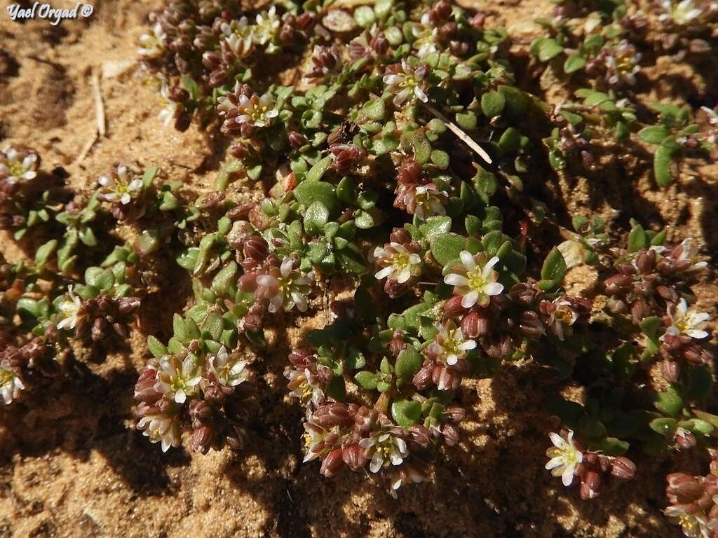 Imagem de Polycarpon succulentum (Del.) J. Gay