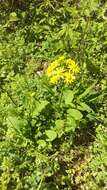 Image of golden ragwort