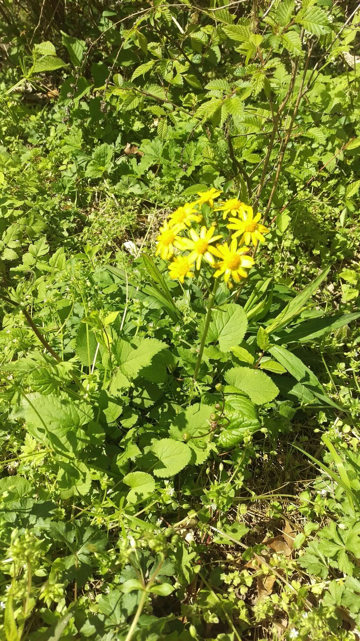 Image of golden ragwort