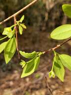 Image of Margaritaria anomala (Baill.) Fosberg