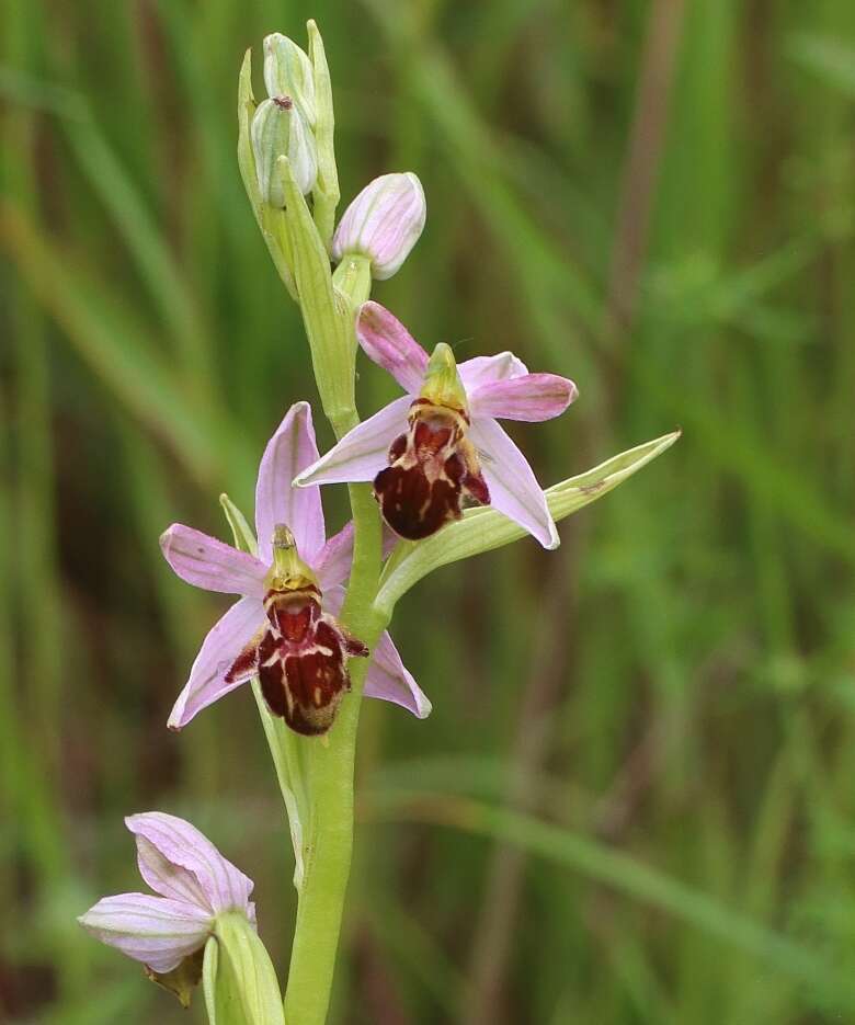 Image of Ophrys apifera var. friburgensis Freyhold