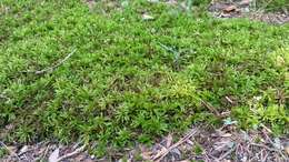 Image of American climacium moss
