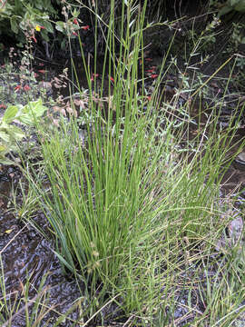 Image of manystem sedge