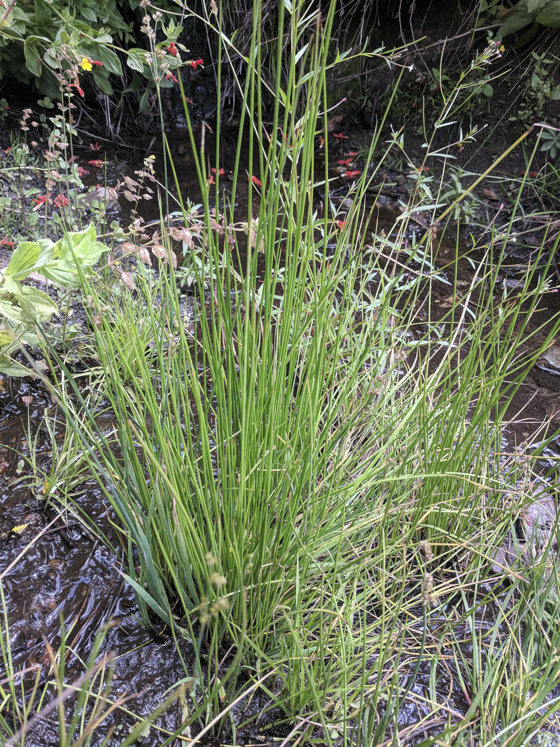 Image of manystem sedge