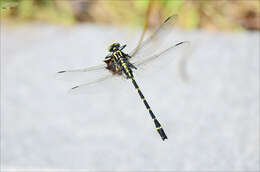 Image of Sieboldius albardae Selys 1886