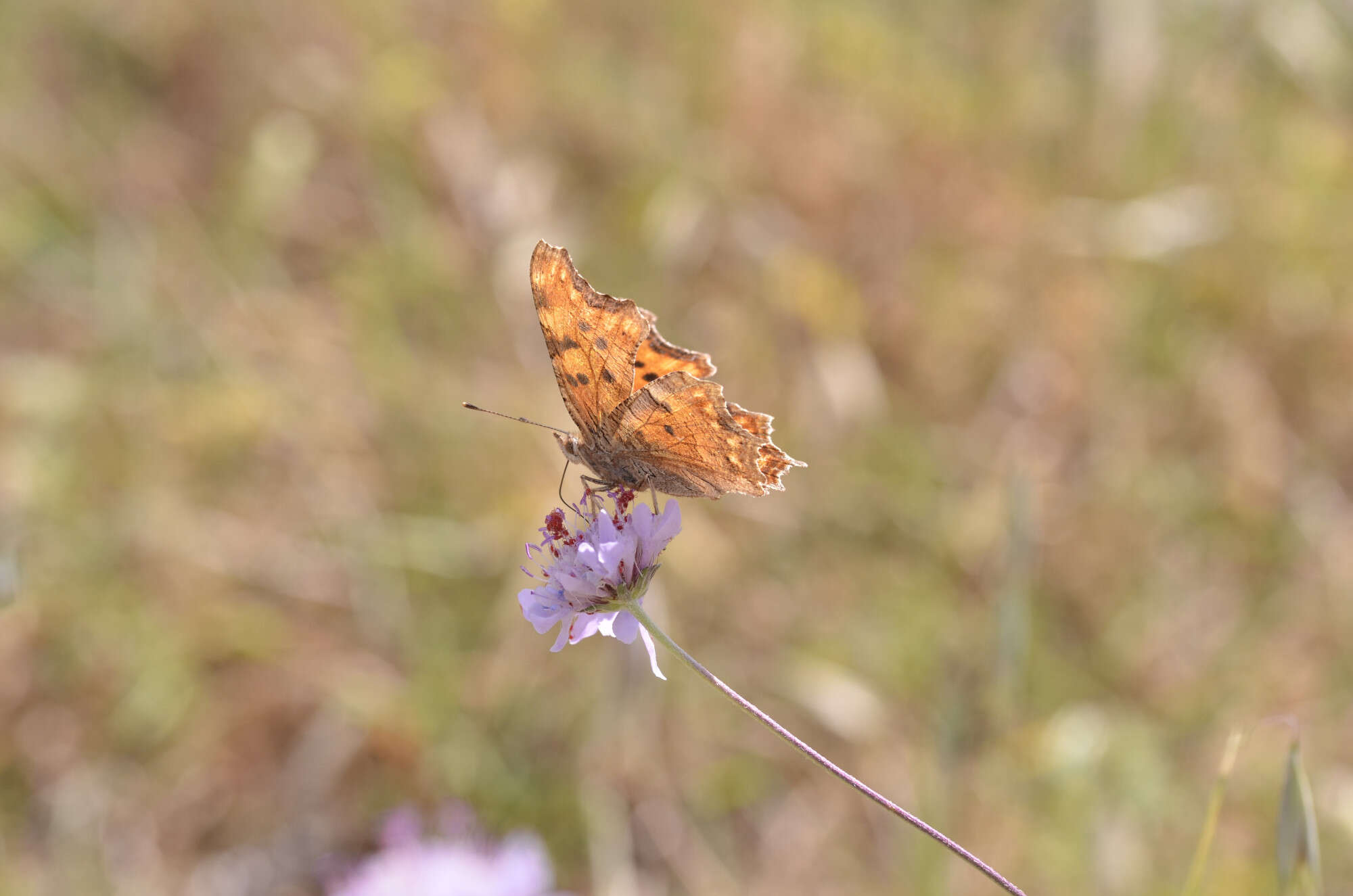 Image of Polygonia egea Cramer 1779