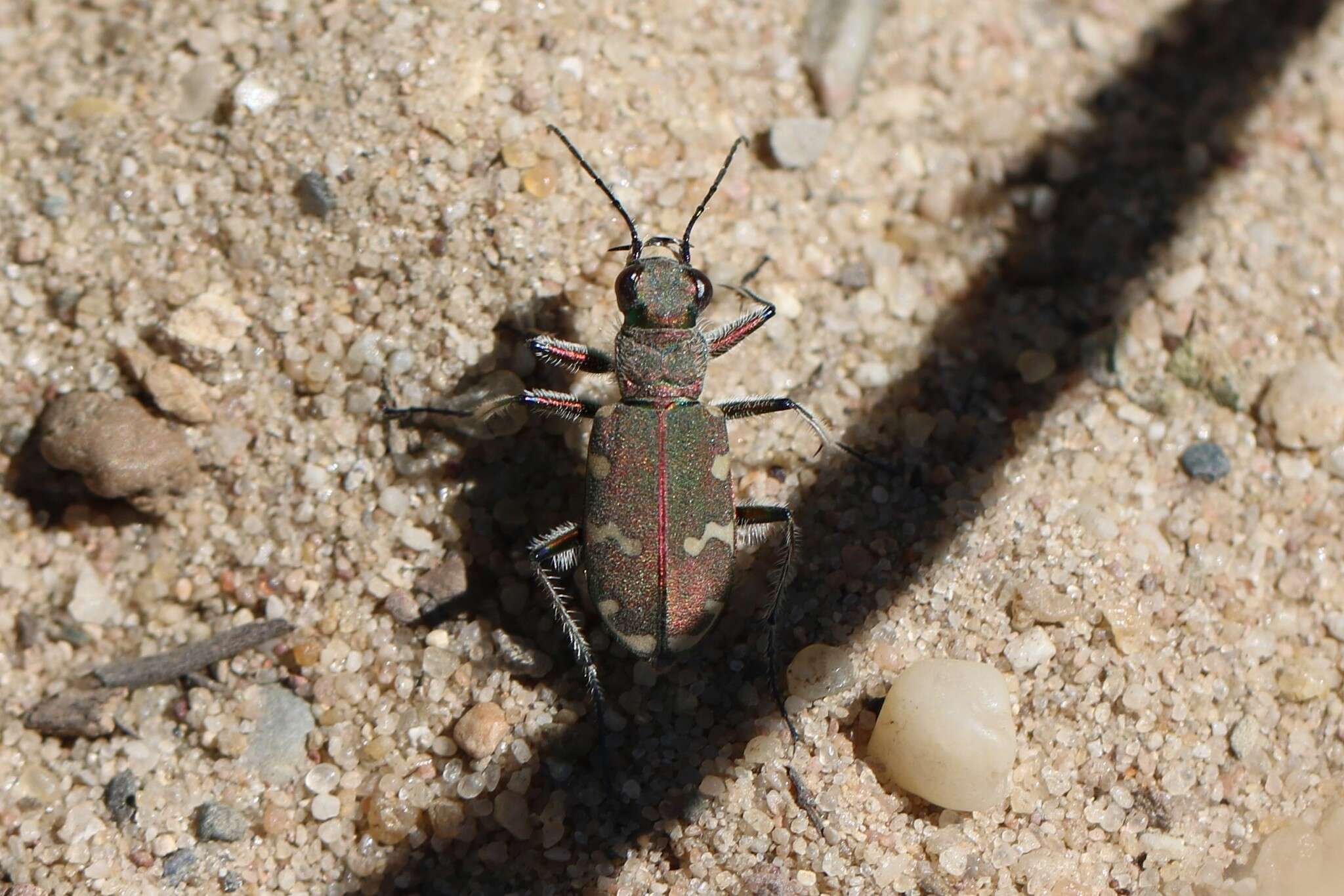 Image of Northern dune tiger beetle