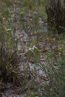 Image of Coastal white spider orchid