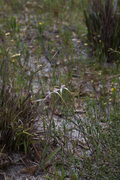 Image of Coastal white spider orchid