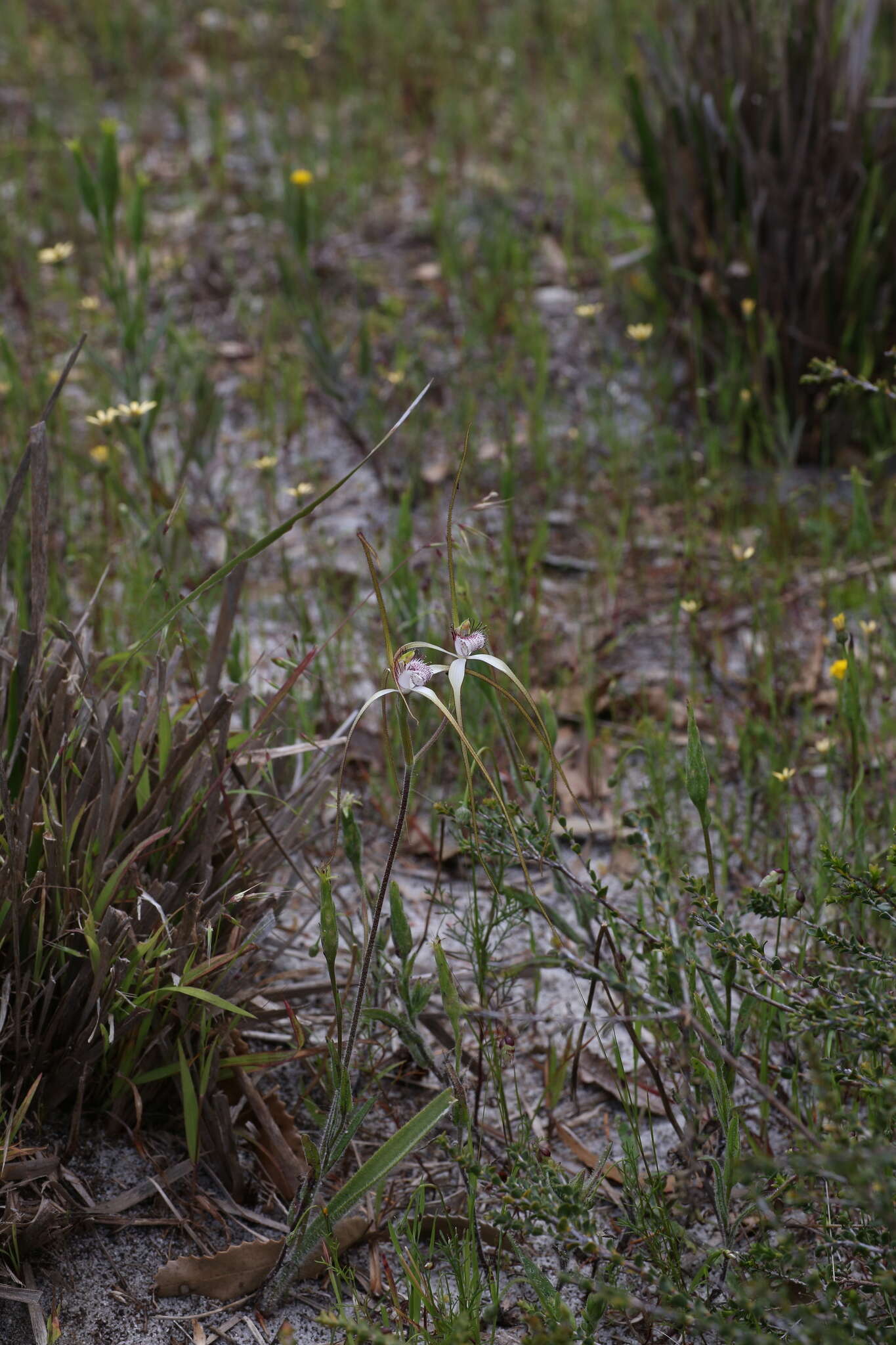 Image of Coastal white spider orchid