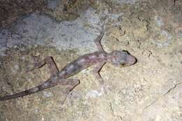 Image of Illingworth's Gecko