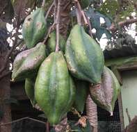 Image of Mountain papaya