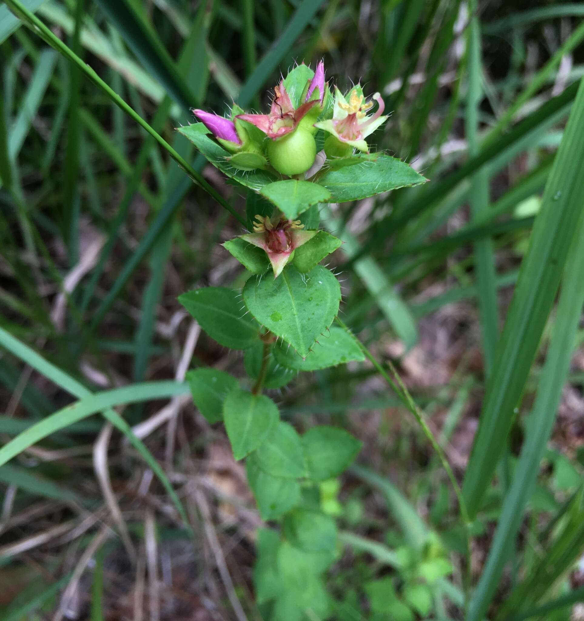 Imagem de Rhexia petiolata Walt.