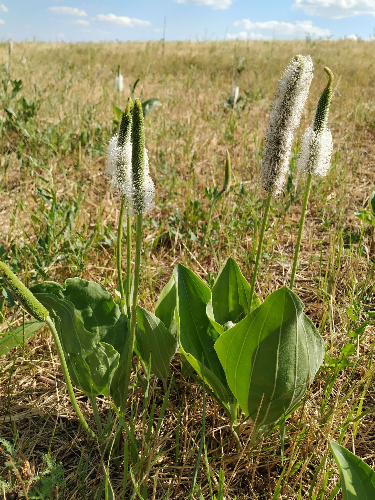 صورة Plantago maxima Juss. ex Jacq.