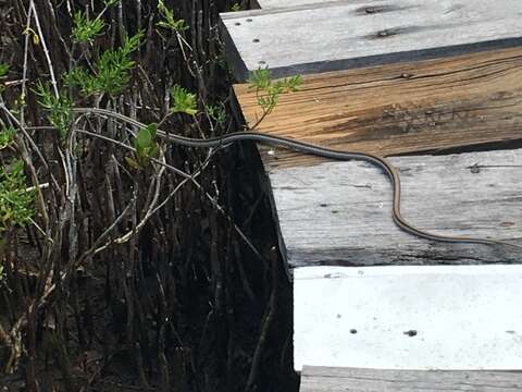 صورة Leptophis mexicanus yucatanensis Oliver 1942