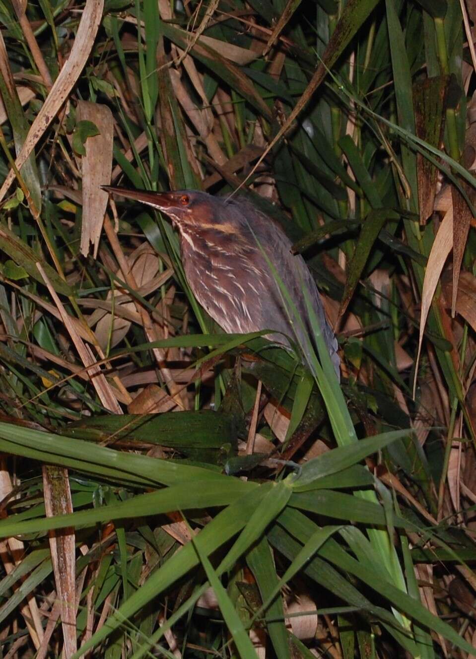 Image of Black Bittern