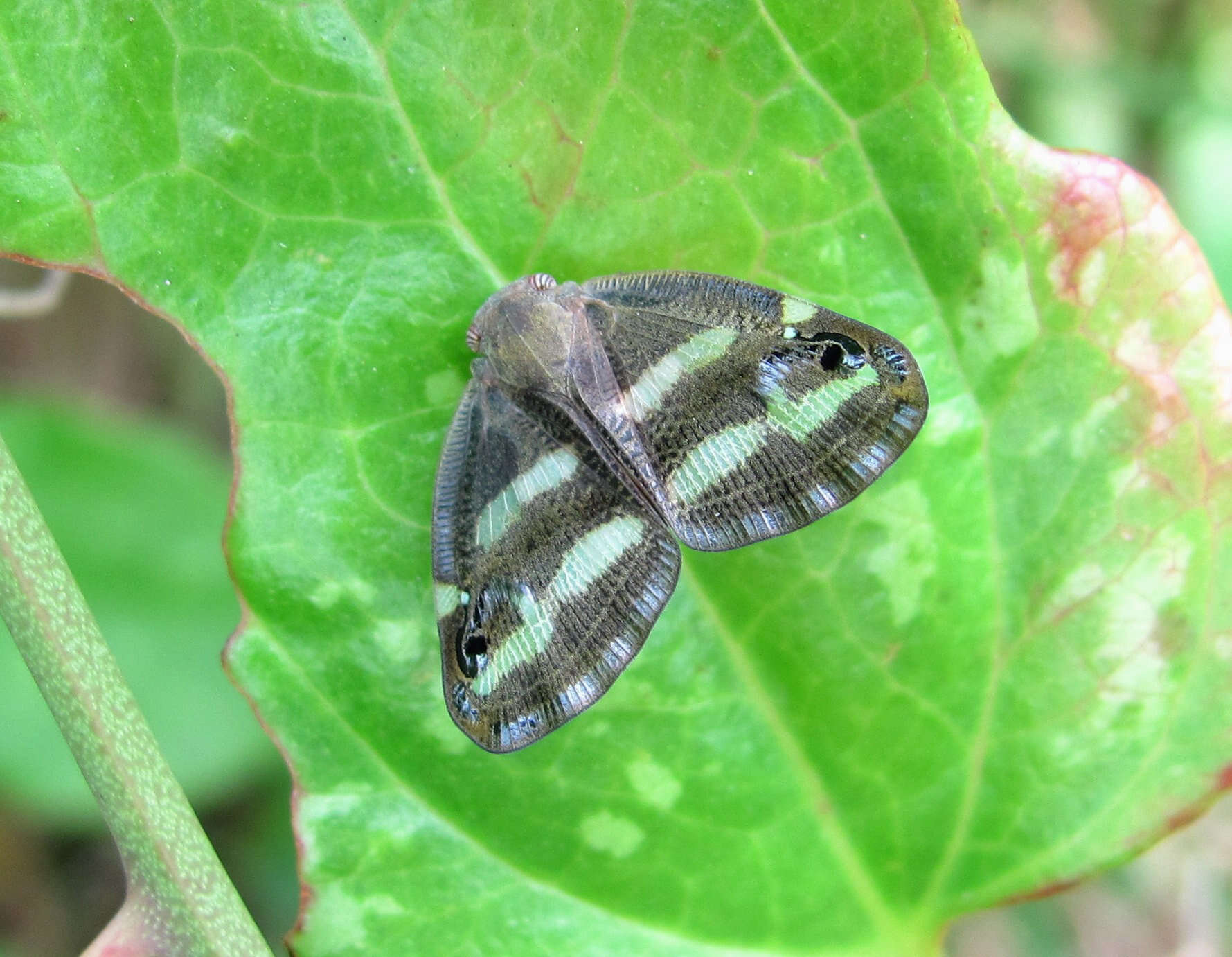 Image of Orosanga japonica (Melichar 1898)