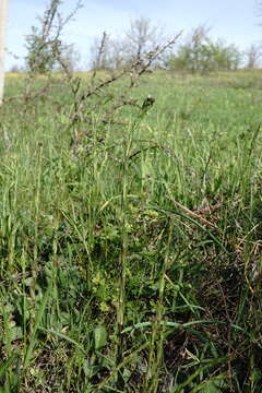 Image of Arabis sagittata (Bertol.) DC.