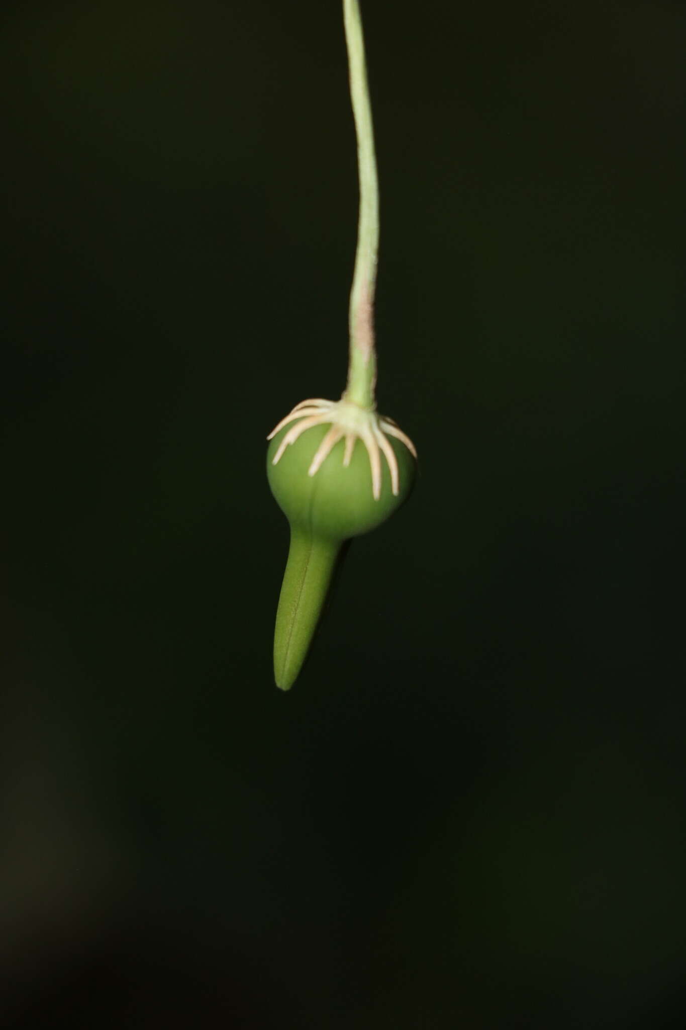 Image of Thunbergia purpurata Harv. ex C. B. Cl.