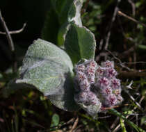 Imagem de Asclepias californica subsp. greenei Woods.