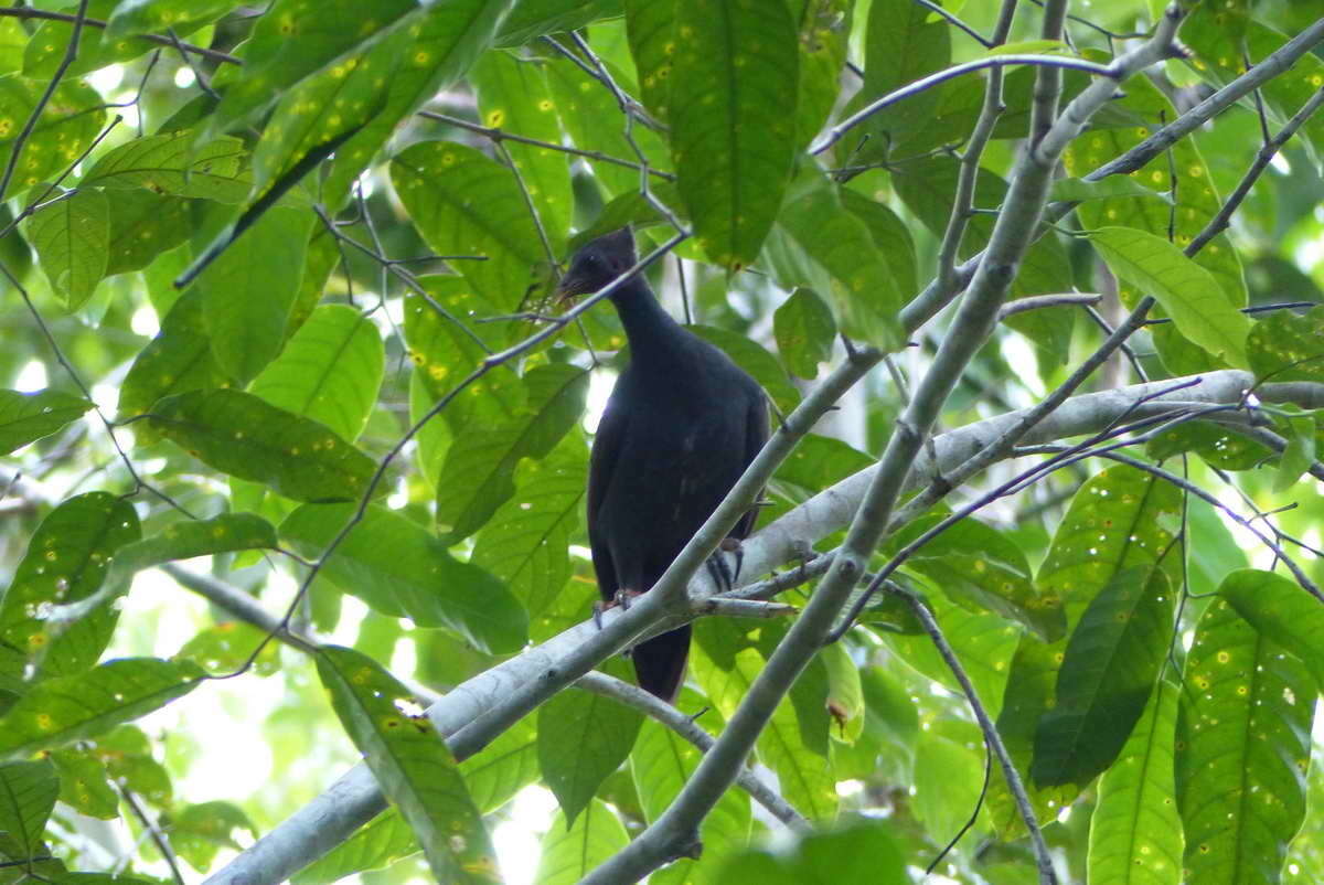 Image of Dusky Megapode