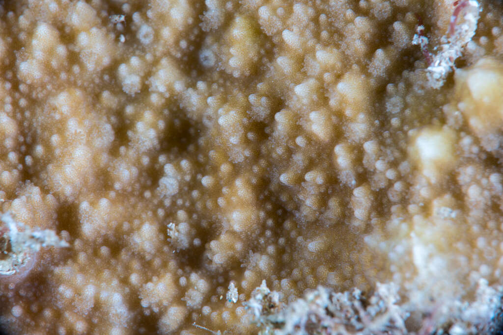 Image of pore coral