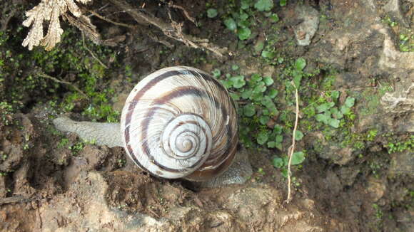 Image of Humboldtiana regula F. G. Thompson 2006