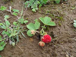 Imagem de Fragaria moupinensis (Franch.) Cardot