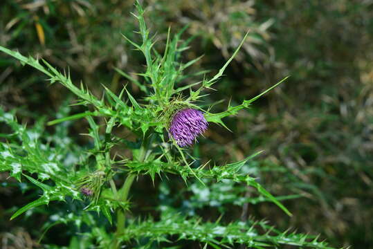 صورة <i>Cirsium tatakaense</i>