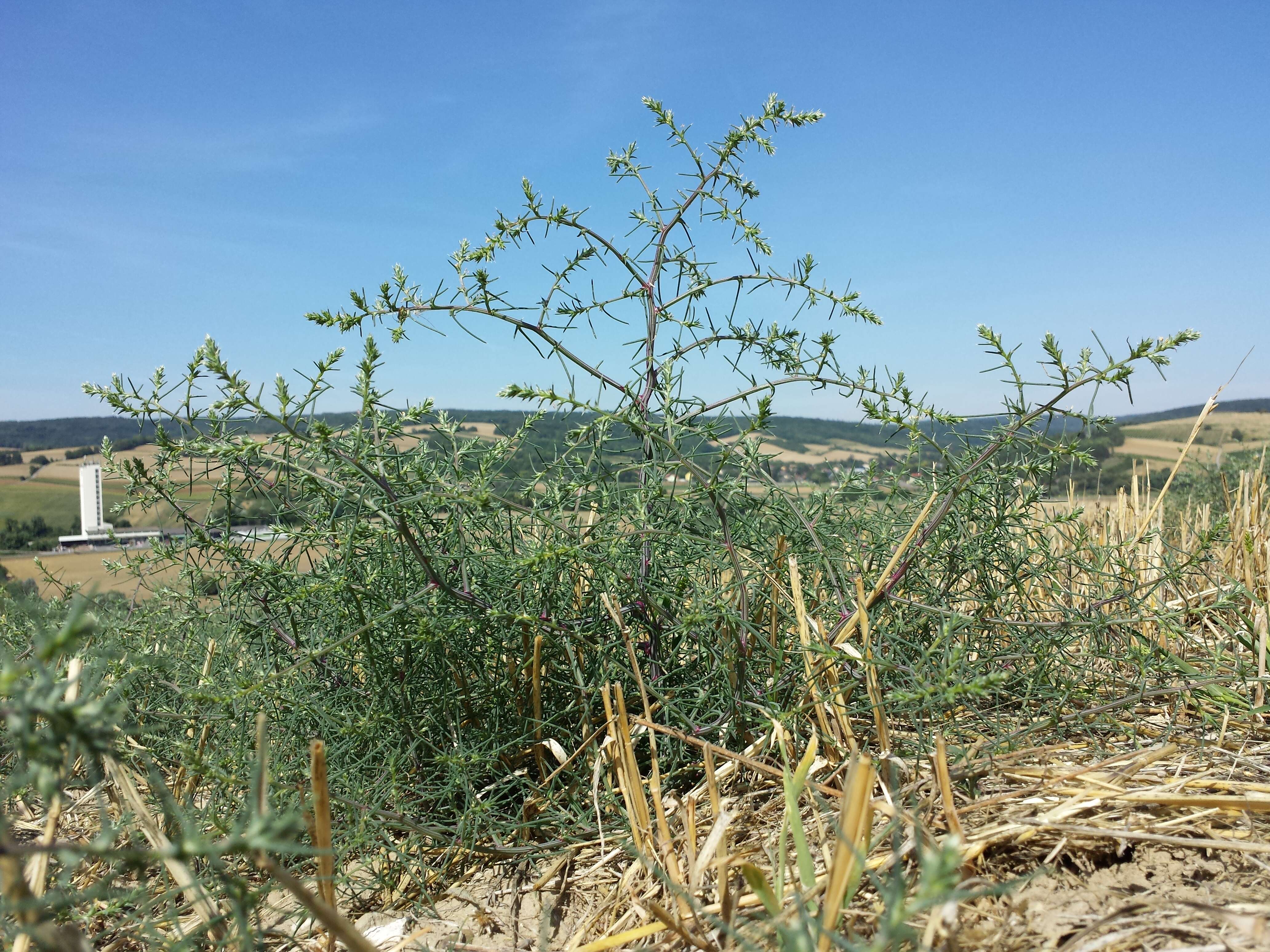 Image of Prickly Russian-Thistle