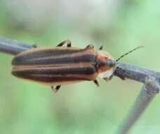 Image of Photuris (Photuris) fairchildi Barber 1951