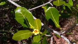 Gardenia rutenbergiana (Baill. ex Vatke) J.-F. Leroy的圖片