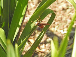 Image of Polistes buyssoni Brethes 1909