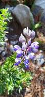 Plancia ëd Lupinus cacuminis Standl.